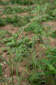 Image result for Enneapogon cenchroides