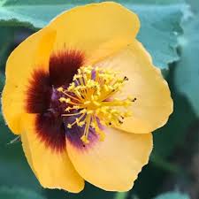 Image result for Abutilon hirtum