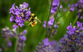 Purple flowers that attract bees. Attracting Pollinators To Your Garden The Dirt Blog Stauffers