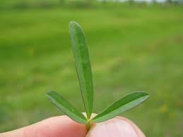 Image result for Lotononis bainesii