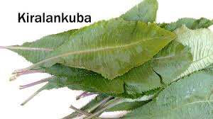 Image result for Solanecio mannii