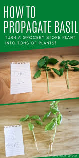 We did not find results for: How To Propagate Basil Never Buy Basil Again