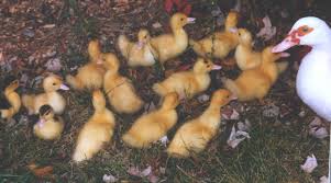 We did not find results for: Itik Duck Farm Localharvest