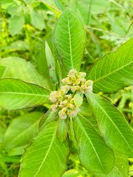 Image result for Euphorbia heterophylla