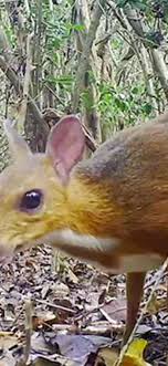 Interest in keeping deer as pets might have risen in popularity among the general public due to the old disney film bambi and the recent movie frozen. Vietnamese Mouse Deer Spotted For The First Time Since 1990 Videos From The Weather Channel Weather Com