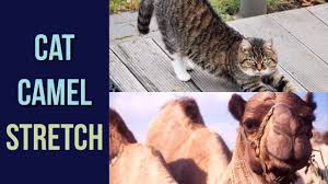 The cat and camel back is a gentle exercise that stretches and strengthens the muscles that stabilize the spine, including the back extensors and abdominals. How To Do The Cat Camel Pose Metro Physical Aquatic Therapy Youtube