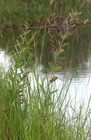 Image result for Tacazzea apiculata