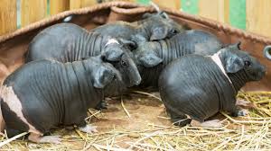 They were originally bred for laboratory research. Hairless Guinea Pigs Are The Isolation Pet We Didn T Know Existed