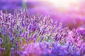 Lavender Flower Field At Sunset By Photocreo S Photos Ad Sponsored Flower Lavender Sunset Field Tea Garden Lavender Flowers Flower Field
