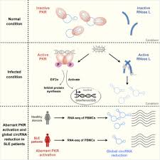 We did not find results for: Structure And Degradation Of Circular Rnas Regulate Pkr Activation In Innate Immunity Sciencedirect