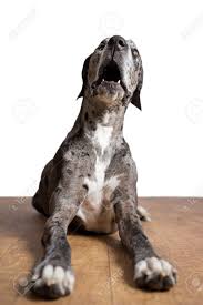 The great dane harlequin is an original wild dog color because it cannot be created from any of the other coat colors and is dominant to all of them. Great Dane Grey Harlequin Merle Giant Dog Canine Pet With Light Stock Photo Picture And Royalty Free Image Image 53370803