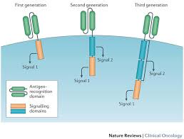 What usually happens, is you completely forget that you already might have a tampon in you, and then you insert another one hours later. Car T Cells Engineering Immune Cells To Treat Cancer National Cancer Institute
