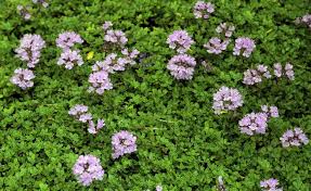 Begehbare Bodendecker Diese Arten Sind Trittfest In 2020 Bodendecker Sand Thymian Citronella Pflanze