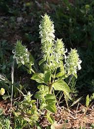 Image result for Stachys pseudonigricans