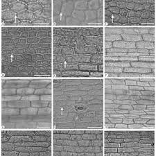 Image result for Zehneria capillacea