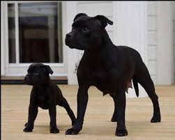 Black And Brown Pitbull Black Pittbulls Mother Baby Black Pitbull Puppies Pitbull Puppies Pitbulls