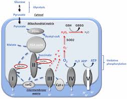 Frontiers Role Of Sex Hormones On Brain Mitochondrial