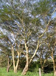 Image result for Acacia kirkii