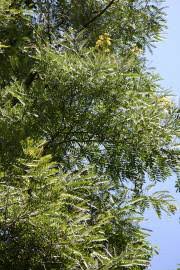 Image result for Senna singueana