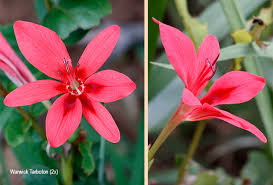 Image result for Freesia grandiflora