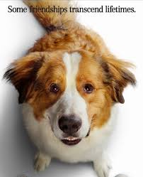 The housing crash 2021 what they aren t telling you. Bailey A Dog S Purpose Heroes Wiki Fandom