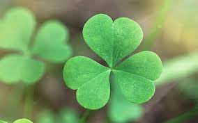 Four Leaf Clover Meaning And Its Magical Story Agarwood Jewelry