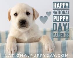 Official twitter for national puppy day (march 23rd) celebrating puppies + encouraging adoption! National Puppy Day On Twitter Happy National Puppy Day Adopt Don T Shop Nationalpuppyday