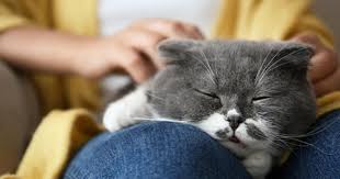 Why Does My Cat Sleep On Me Purina Canada