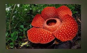 Top 10 largest flower in the world. Top 10 Biggest Flower In The World
