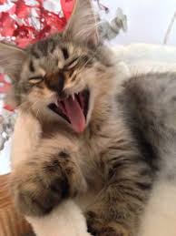 Karen lebert (khl103051)