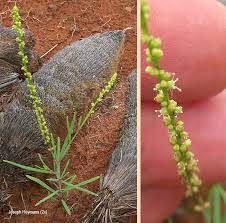 Image result for Lophiocarpaceae