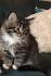 Siberian Kittens for Sale - Felines4us