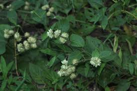 Image result for Pupalia lappacea