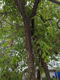 Image result for Bridelia ferruginea