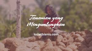 Untuk mengetahui lebih jauh, yuk simak tips bisnis tanaman hias supaya menguntungkan berikut ini. Tanaman Yang Menguntungkan Banyak Yang Jadi Miliuner Budidaya Tanaman Ini