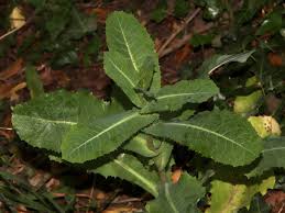 Image result for Lactuca calophylla