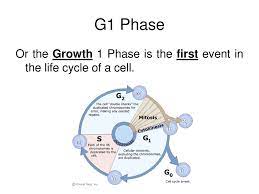 Cell Cycle Ppt Download