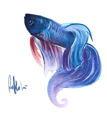 One Free Fish Drawing Page 14 Fish Drawings Betta Fish Tattoo Watercolor Fish