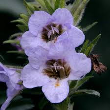 Image result for Mimulopsis solmsii