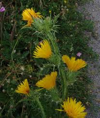 Image result for Monactinocephalus paniculatus