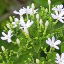 The fragrance is present but much lighter during the. Jasmine Vikaspedia