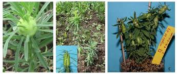 Image result for Stemodiopsis rivae