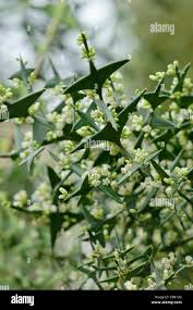 Image result for Colletia