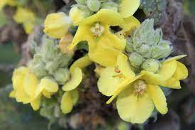 The flowers are downward facing and on pollination, develop the husk with the fruit growing inside. 16 Silver Foliage Plants To Brighten Your Landscape
