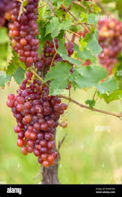 Image result for Vitis sp.