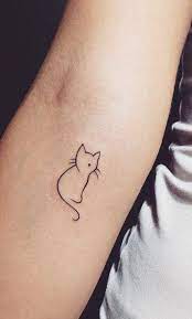 Pin On Cat Photography