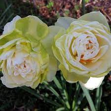 A Daffodil That Looks Like A Rose At Lewis Ginter Botanical Garden Lewis Ginter Botanical Garden Flowers Rose Flower