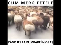 Maxima zilei „una din pedepsele pentru refuzul de a participa la viața politică este aceea că vei ajunge condus de inferiorii tăi. Fetele Din Ziua De Azi Youtube