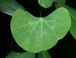 Image result for Cissampelos torulosa