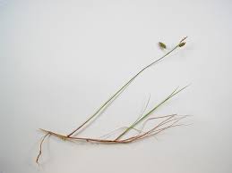 Image result for Eleocharis limosa